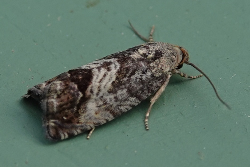 Marbled Piercer Cydia splendana