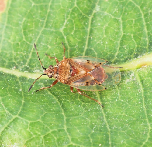 Birch Catkin Bug Kleidocerys resedae