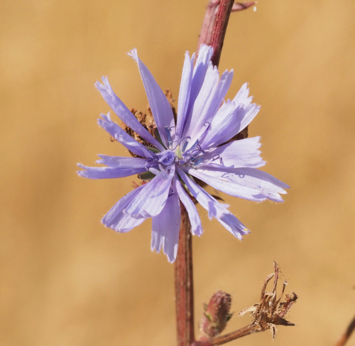 Chicory Cichorium intybus