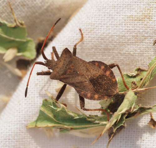Dock Bug Coreus marginatus