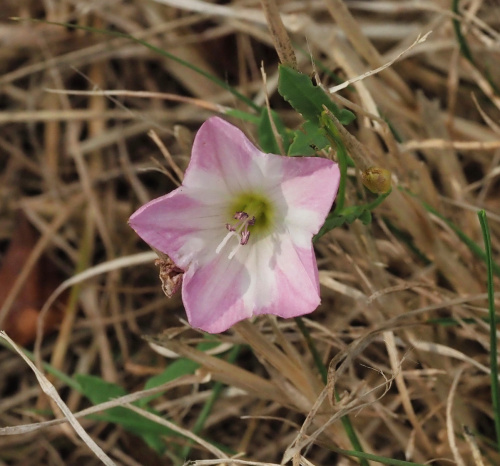 Field Bindweed Convolvulus arvensis