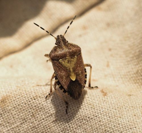 Hairy Shieldbug Dolycoris baccarum