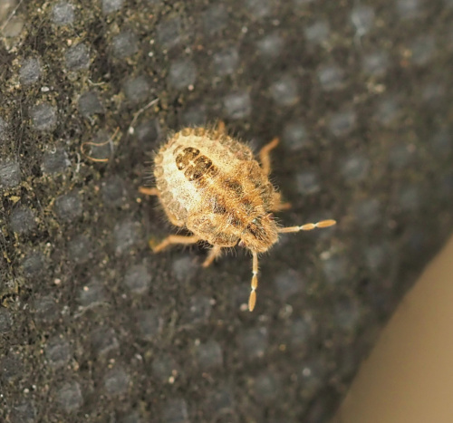 Hairy Shieldbug Dolycoris baccarum