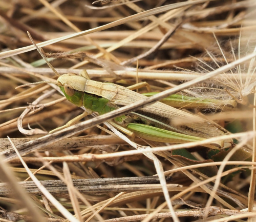 Lesser Marsh Grasshopper Chorthippus albomarginatus