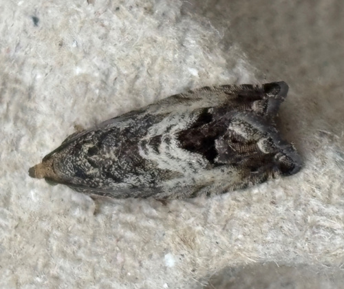 Marbled Piercer Cydia splendana