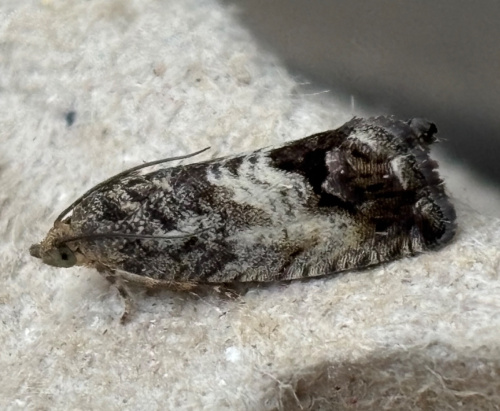 Marbled Piercer Cydia splendana