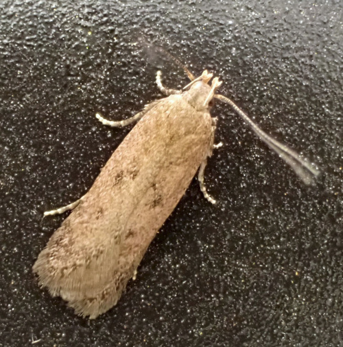 Brown Moss-moth Bryotropha terrella