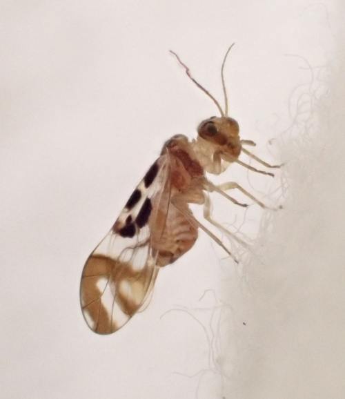  Graphopsocus cruciatus