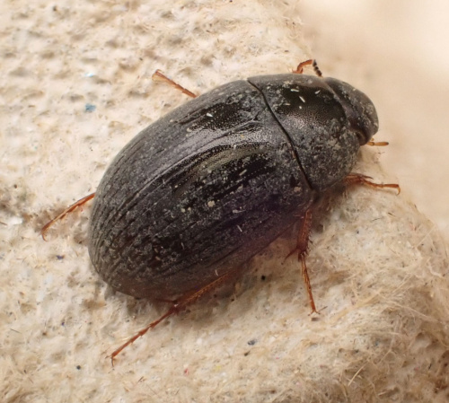  Hydrobius fuscipes