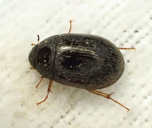  Hydrobius fuscipes