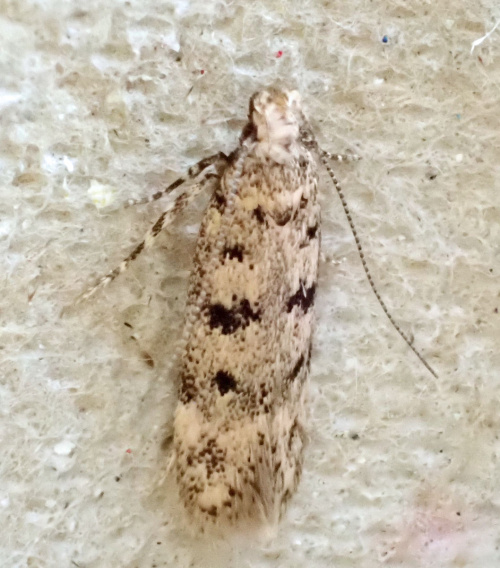 House Moss-moth Bryotropha domestica
