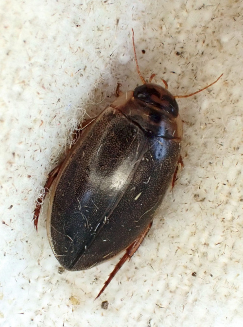  Rhantus suturalis