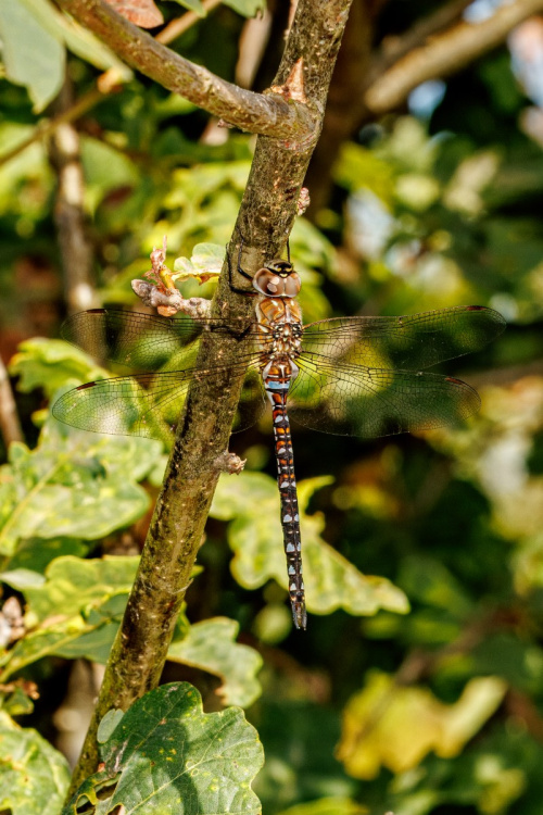 Migrant Hawker Aeshna mixta