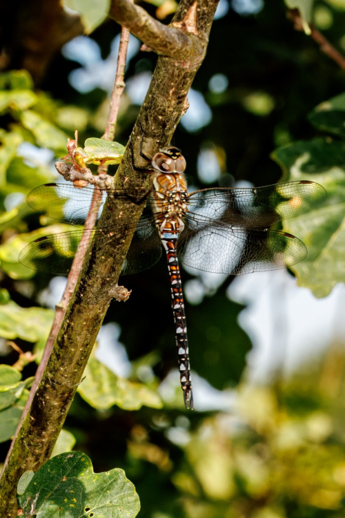 Migrant Hawker Aeshna mixta