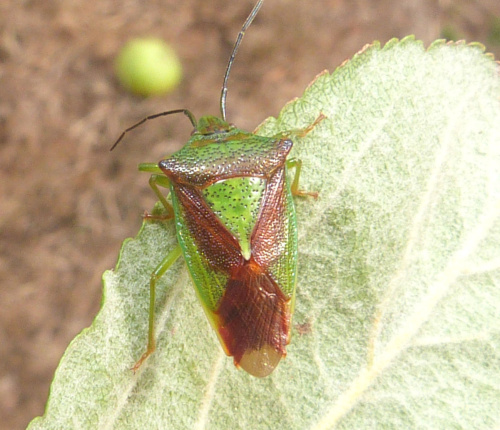 Hawthorn Shieldbug Acanthosoma haemorrhoidale