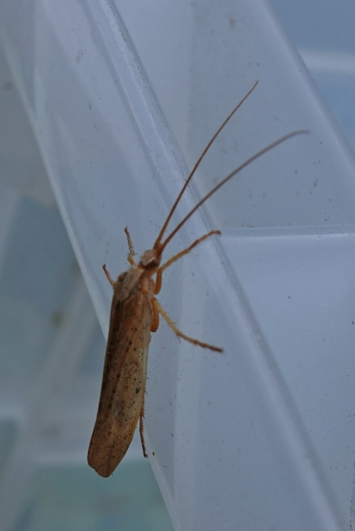  Grammotaulius nigropunctatus