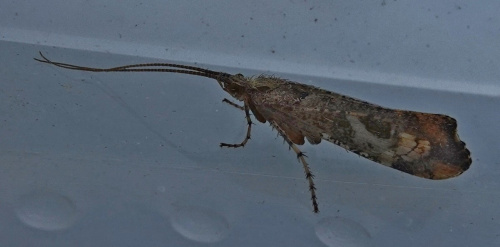  Glyphotaelius pellucidus