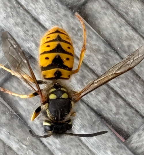 German Wasp Vespula germanica