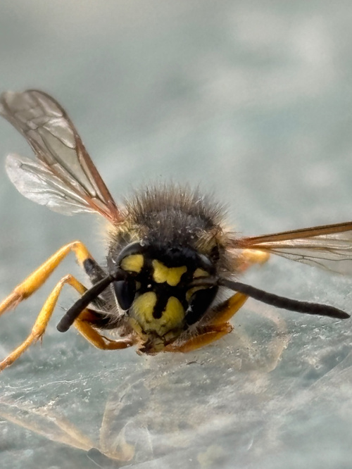 German Wasp Vespula germanica