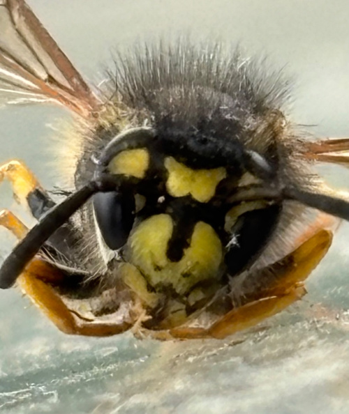 German Wasp Vespula germanica