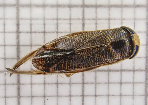  Hesperocorixa sahlbergi