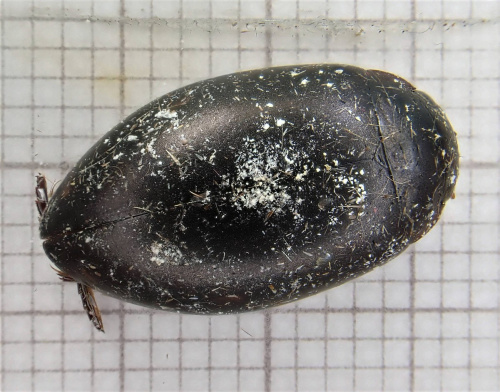  Ilybius ater