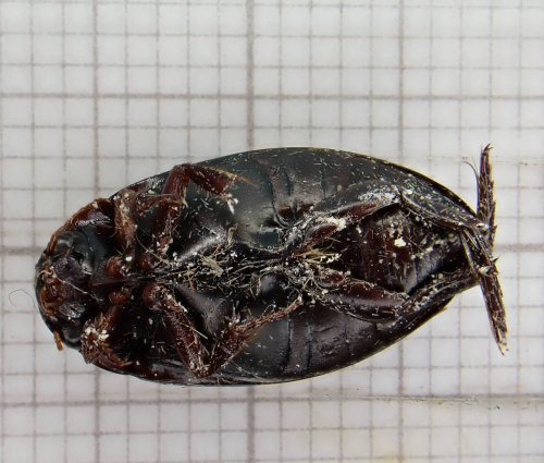  Ilybius ater