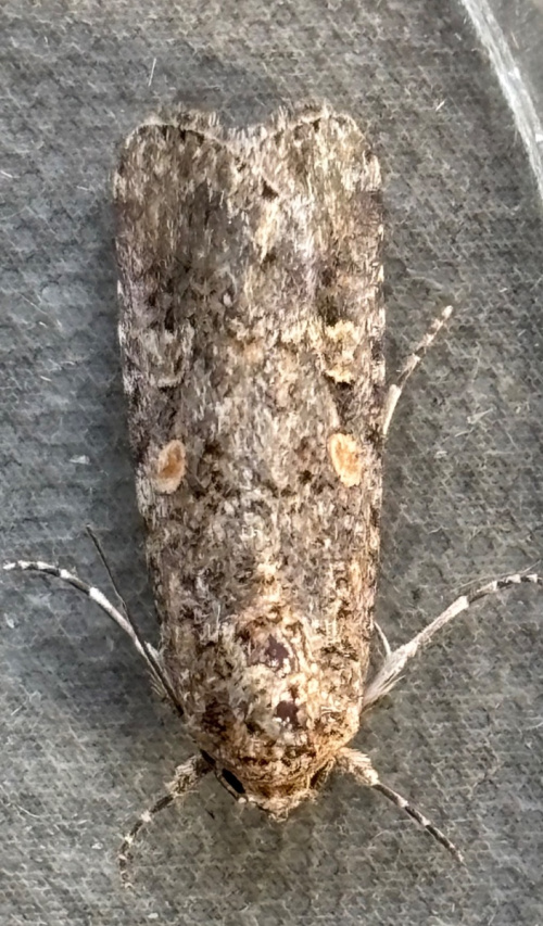 Small Mottled Willow Spodoptera exigua