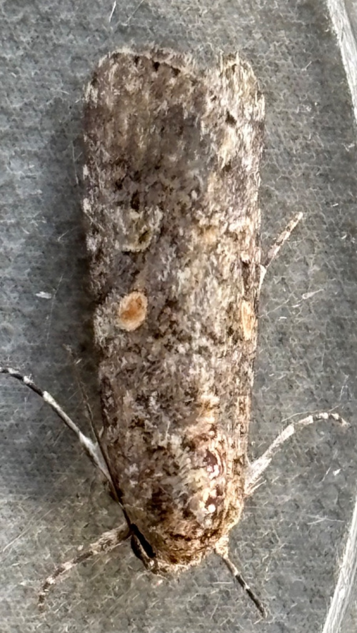 Small Mottled Willow Spodoptera exigua