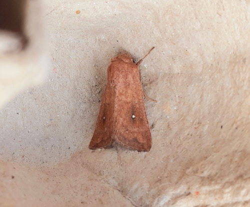 White-point Mythimna albipuncta