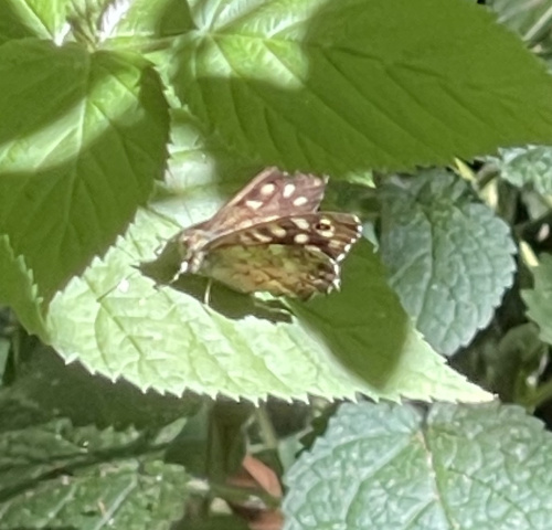 Speckled Wood Pararge aegeria