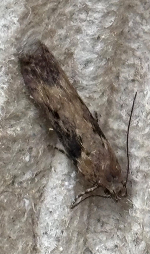 Bittersweet Moth Scrobipalpa costella