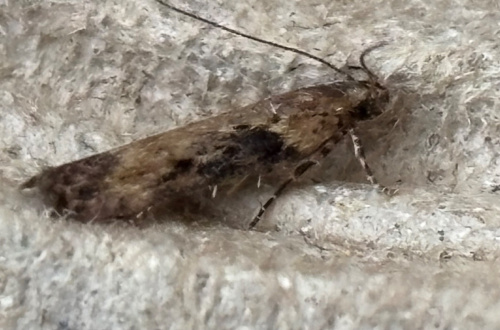 Bittersweet Moth Scrobipalpa costella