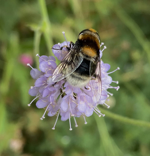  Eristalis intricaria