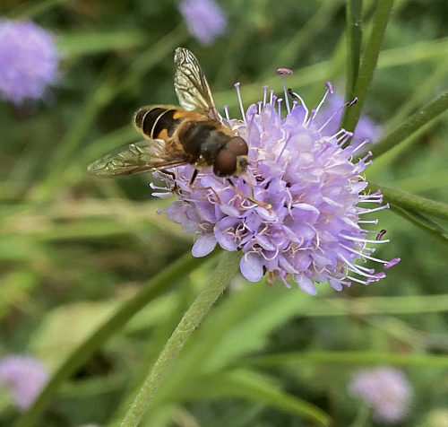  Eristalis pertinax