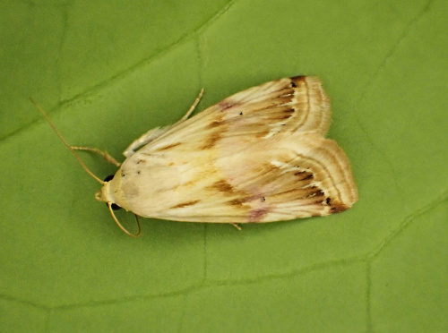 Purple Marbled Eublemma ostrina