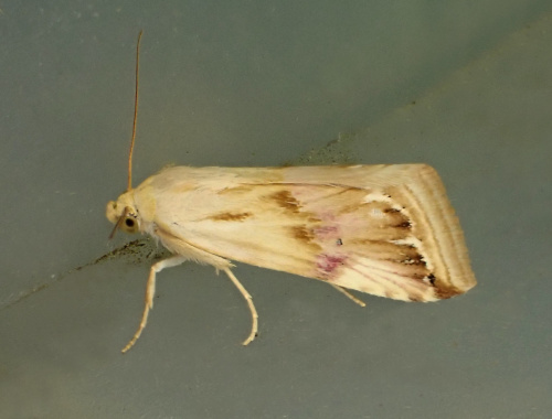 Purple Marbled Eublemma ostrina