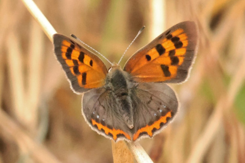 Small Copper Lycaena phlaeas