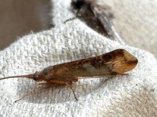  Limnephilus lunatus