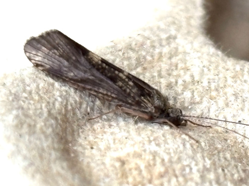  Hydropsyche