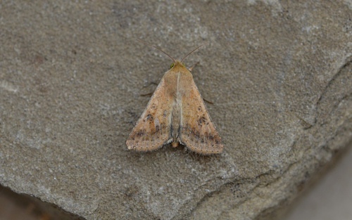 Scarce Bordered Straw Helicoverpa armigera