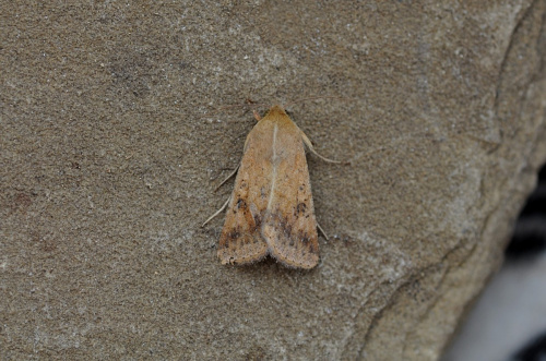 Scarce Bordered Straw Helicoverpa armigera