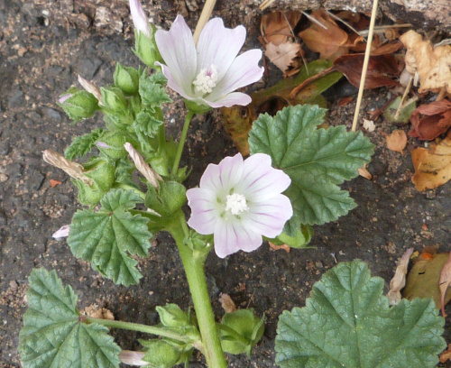Species image