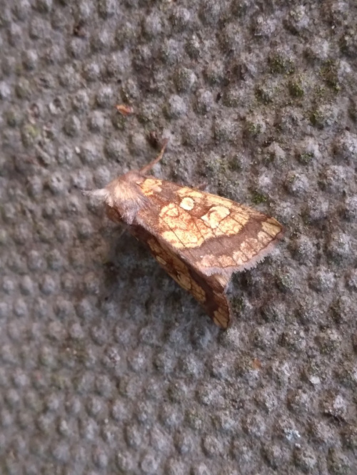 Frosted Orange Gortyna flavago
