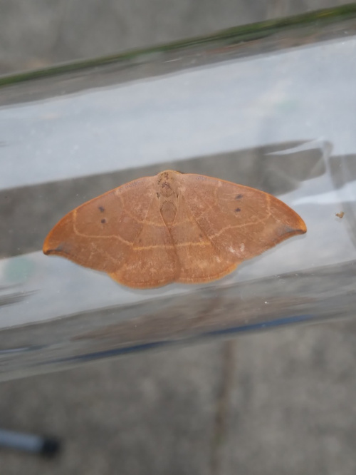 Oak Hook-tip Watsonalla binaria