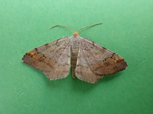Tawny-barred Angle Macaria liturata