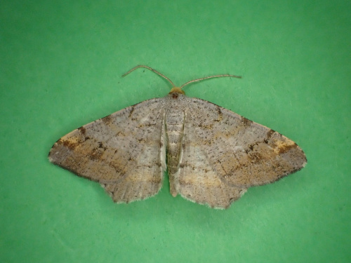 Tawny-barred Angle Macaria liturata