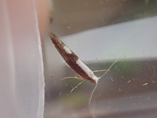 Purple-washed Tip Moth Argyresthia semifusca