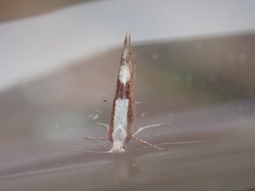 Purple-washed Tip Moth Argyresthia semifusca