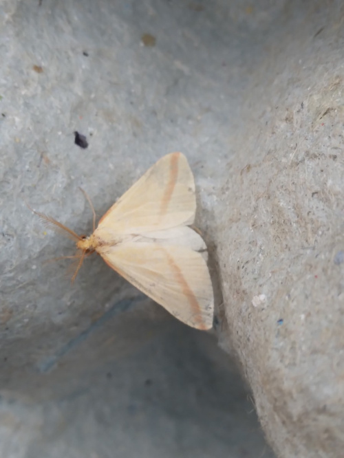 Vestal Rhodometra sacraria